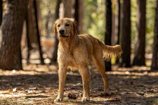 森林中的金毛犬