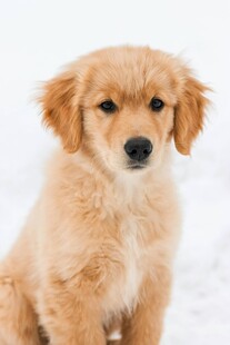 雪地中的可爱金毛幼犬