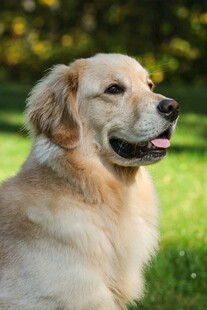 阳光下的金毛犬