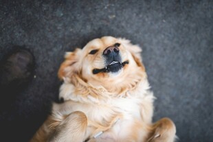 仰头微笑的可爱金毛犬
