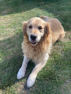 阳光下的金毛犬