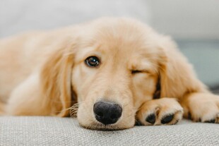 慵懒金毛犬惬意趴卧