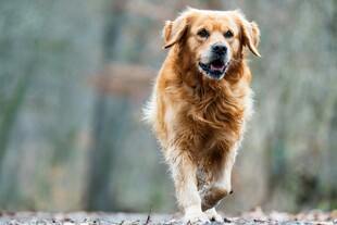 奔跑的金毛犬