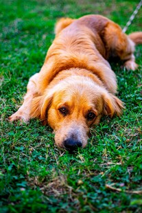 趴在草地上的可爱金毛犬