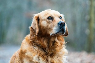 金毛犬户外专注神情