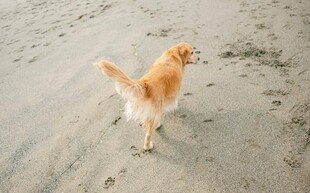 沙滩上的可爱小狗