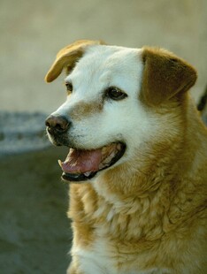 可爱棕白相间狗狗特写