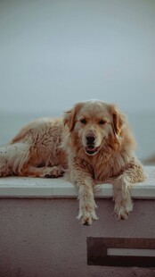 趴着的可爱金毛犬