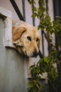窗边探出头的可爱金毛犬