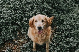可爱金毛犬站立绿植旁