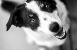 可爱黑白小狗开心模样