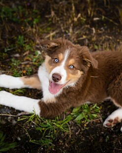 趴在草地上的可爱牧羊犬