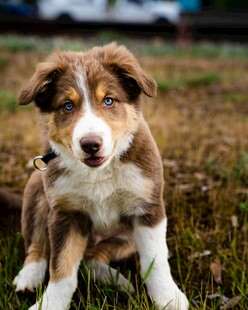 可爱边牧幼犬坐于草地