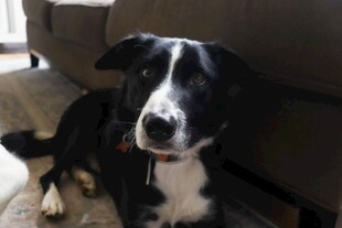 黑白萌犬惬意趴坐