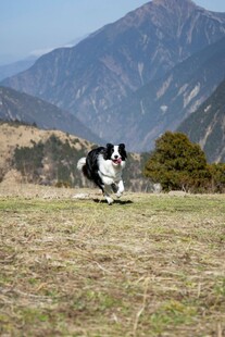 草原上奔跑的黑白狗狗