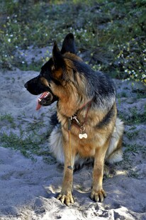 德国牧羊犬户外休憩