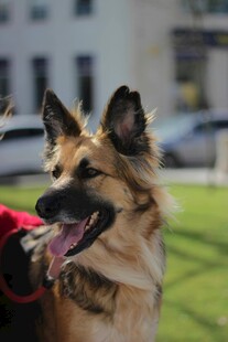 户外开心的德国牧羊犬
