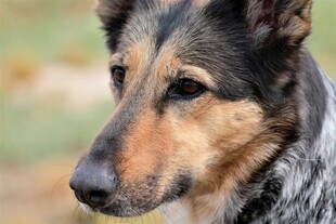 专注的牧羊犬