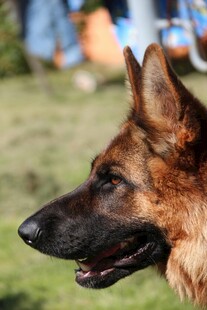 德国牧羊犬特写