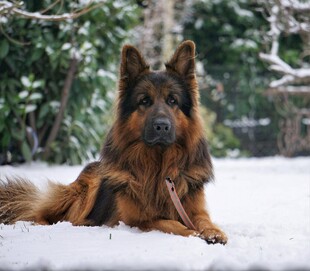 雪地中的德国牧羊犬