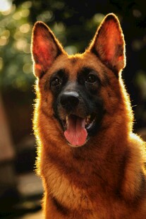 阳光下的德国牧羊犬