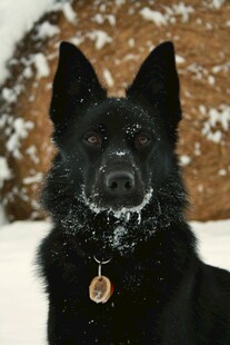 雪地中的黑色德国牧羊犬