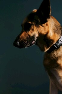 帅气德国牧羊犬特写