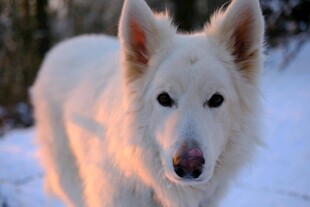 雪地中的白色牧羊犬