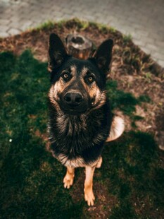 可爱德国牧羊犬蹲坐草地