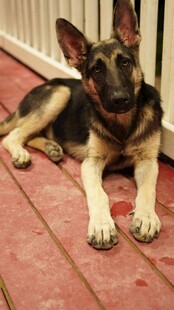 趴着的黑棕相间宠物犬