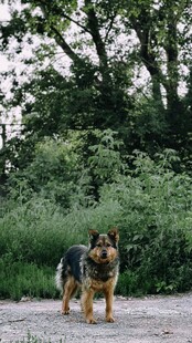 户外站立的德国牧羊犬