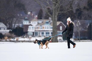 雪地中人与狗的欢乐互动