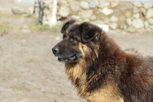 长毛大狗户外侧头凝望