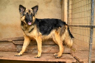 站立的德国牧羊犬