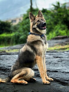 帅气德国牧羊犬户外端坐