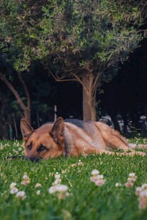 草地上休憩的大狗