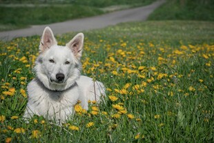 白狗卧于蒲公英花丛中