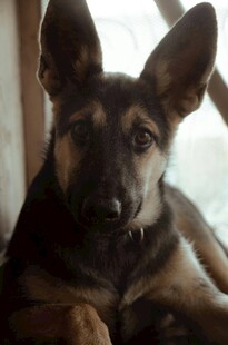 趴着的德国牧羊犬