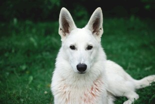 白色立耳犬站立于绿草地