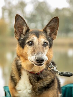 拴着牵引绳的可爱狗狗