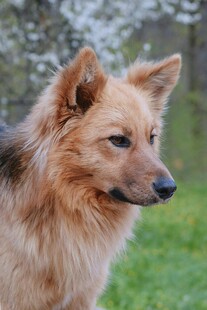 棕色长毛犬户外侧颜