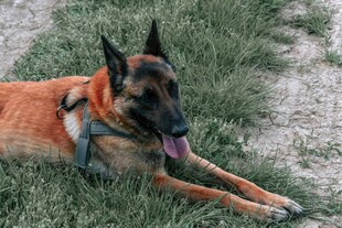 草地上的可爱马犬