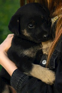女子怀抱可爱小黑狗