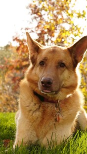 阳光下的惬意德牧