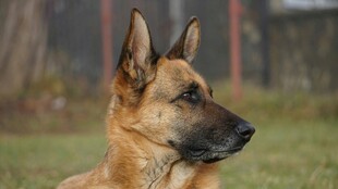 德国牧羊犬侧颜特写