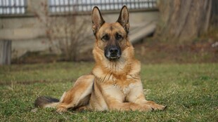 德国牧羊犬悠闲趴于草地