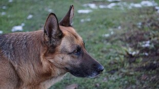 德国牧羊犬户外侧影