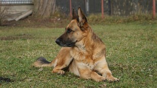 德国牧羊犬悠闲躺于草地