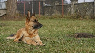 草地上休憩的德国牧羊犬