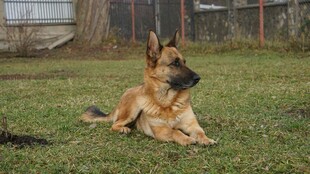 草地上休憩的德国牧羊犬